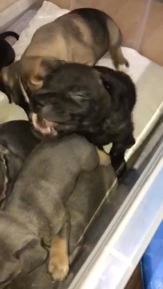 Staffy Puppies Puppy London Black Tan  Male female Blue Brindle