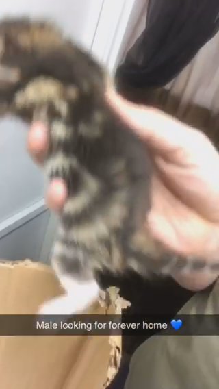 male tabby