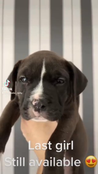 American Bully
