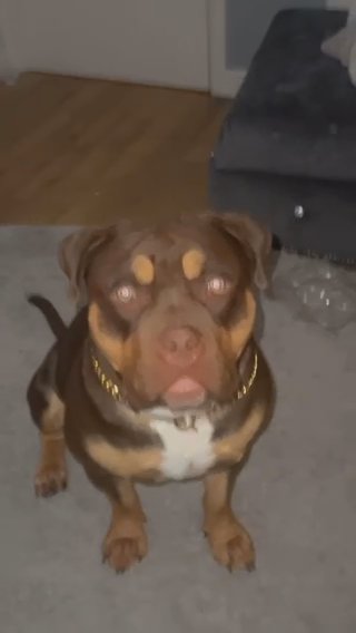 Chocolate-Tri American bully