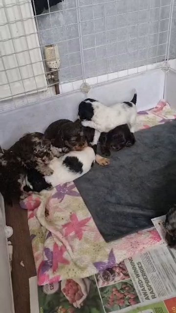 cockapoo puppies READY NOW