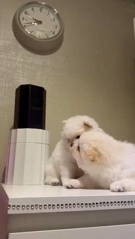 Pets