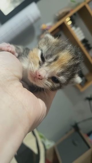 Kittens