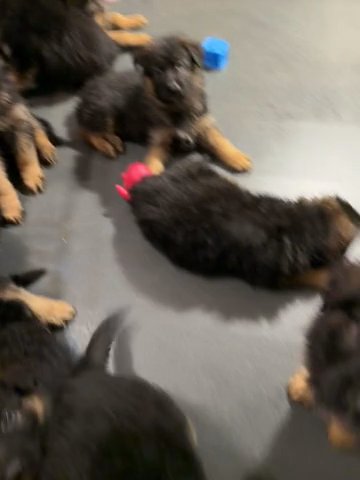 German Shepherd Puppies