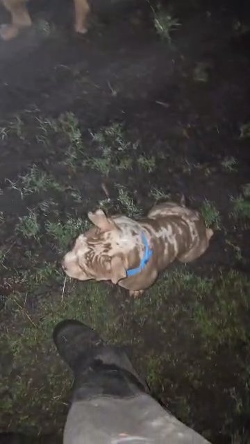 Extreme pocket to pocket bully - keeper boy available