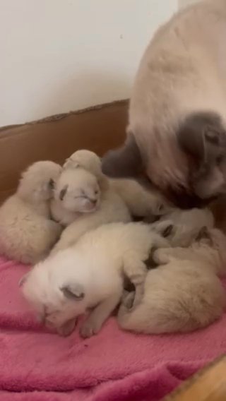 7 Unreal Ragdoll Kittens