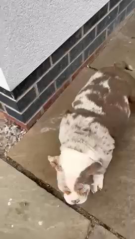 English Bulldog