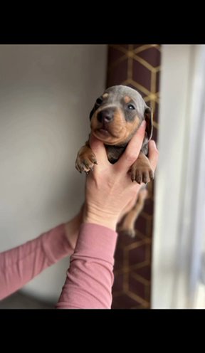 Beautiful Miniature Dachshund