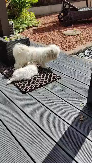 XS size  KC Maltese girl puppy ready now
