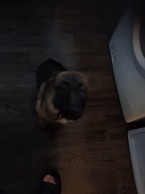 Belgian malinois