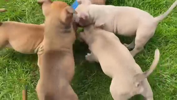 American Bully Pups