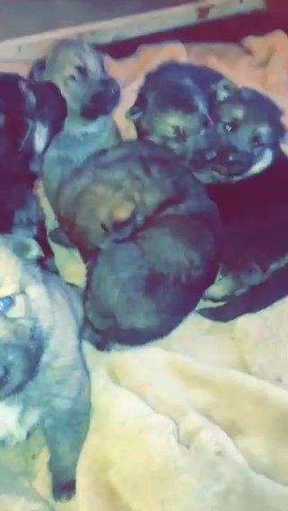 CHUNKY GERMAN SHEPARDs sold !!