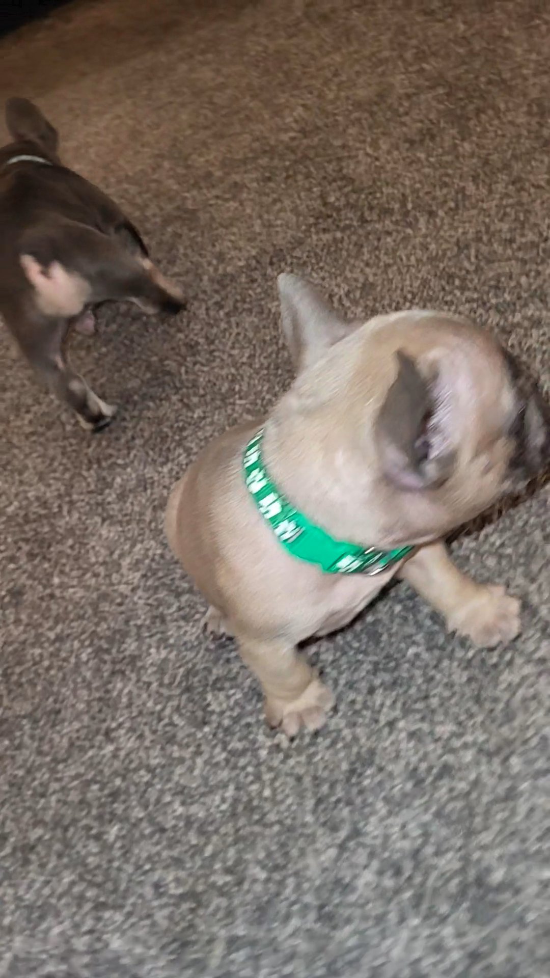 French bulldog puppies.