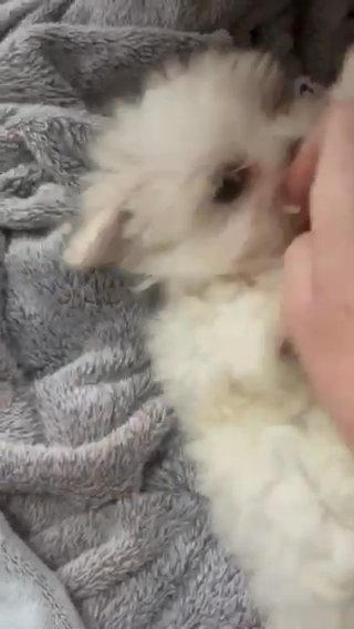 ? KC REGISTERED KOREAN MALTESE 3 GIRL ? PUPPIES 2 VACCINATION COMPLETED ? ?