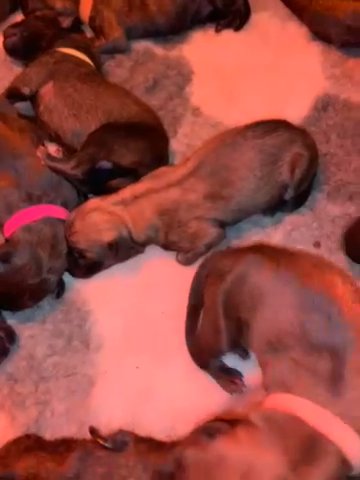 Dutch Herder Puppies