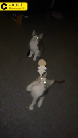 Kittens