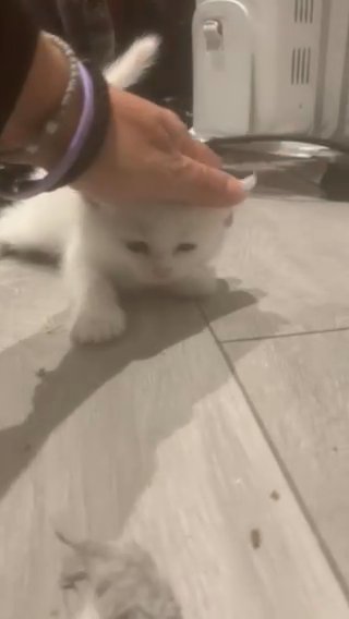 Devon Rex Crossed BSH