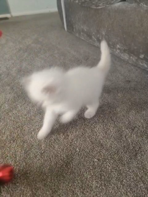 ?RARE LILAC LYNX CHAMPION LINE RAGDOLL KITTENS?