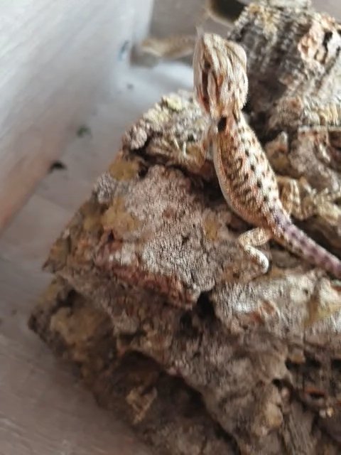 Baby Bearded dragons