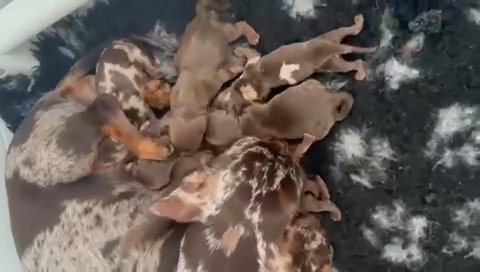 ?❤️ Stunning KC/PRA Clear Miniature Dachshunds❤️?