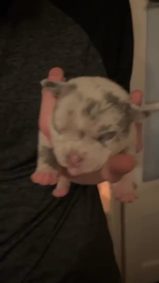 1 Champagne Merle & 1 Blue Tri Jokers Wild Bloodline Pocket Bully’s