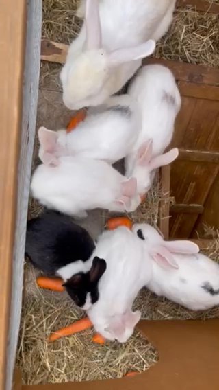 bunnies 2 for £50