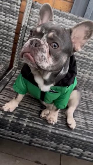 Frenchie Stud