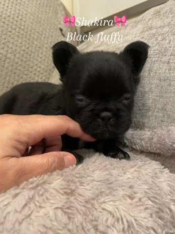 French Bulldog Puppies