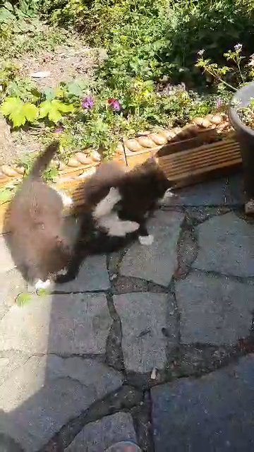 mainecoon kittens