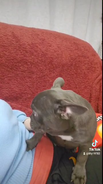 reduce french bulldog
