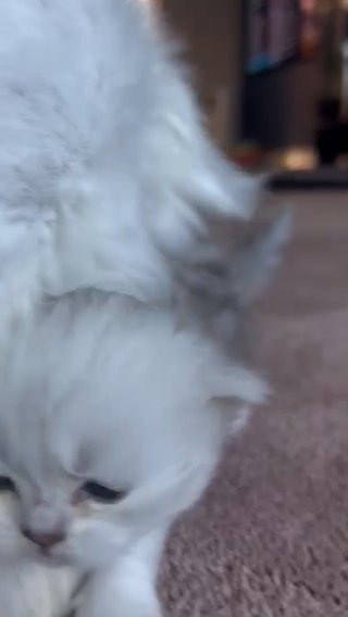 Gorgeous Persian Kitten
