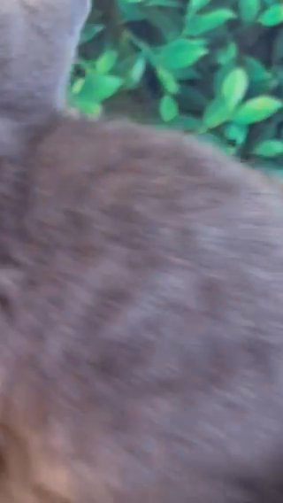 4 British Shorthair Kittens ready