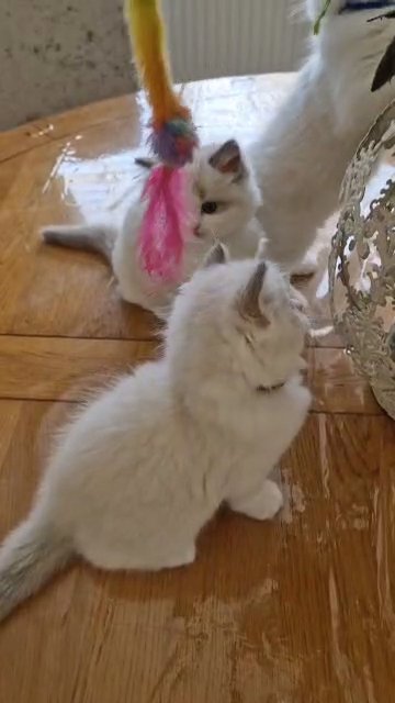 European ragdoll kittens