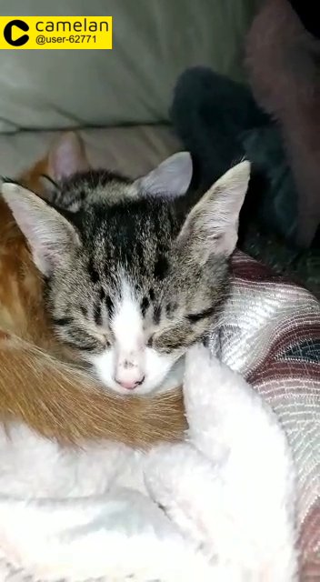 tabby kittens