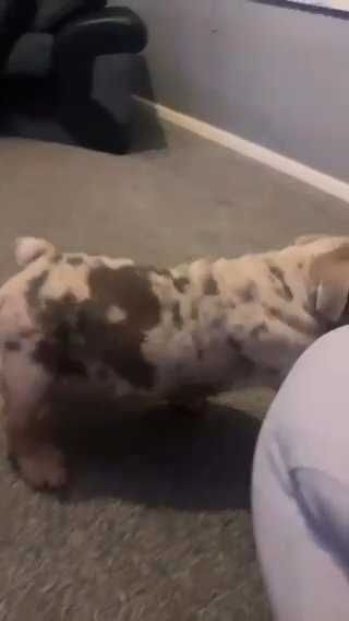 Fullsuit Lilac Merl English Bulldog