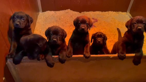 BIG CHUNKY BLACK SHOW LABRADOR PUPPYS