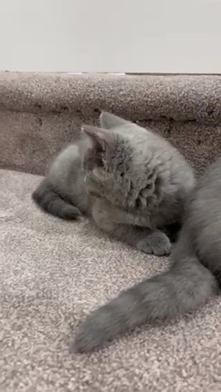 British shorthair Kittens
