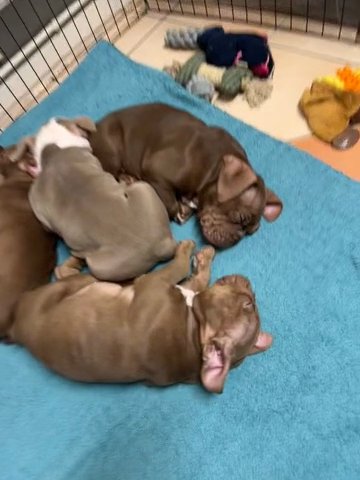 American Pocket Bully’s