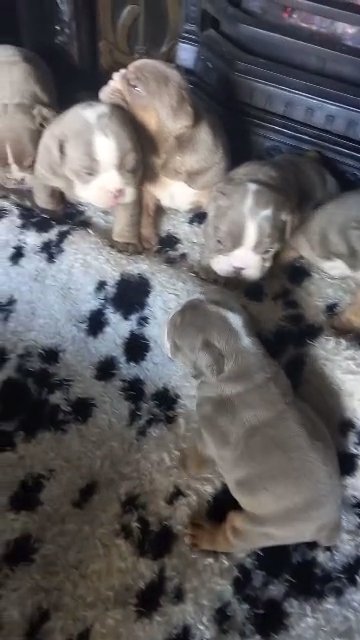stunning bulldogs
