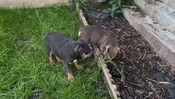English Bulldog Female
