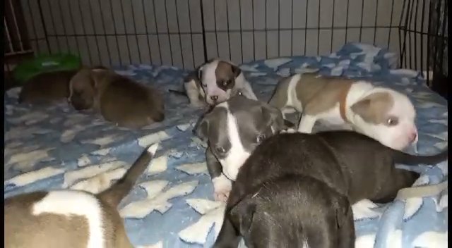 American Pocket Bullys x 5