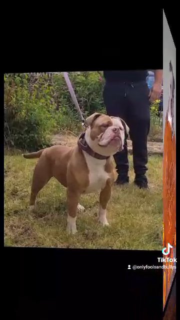 olde english bulldogge