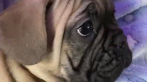 French Bulldog puppies females