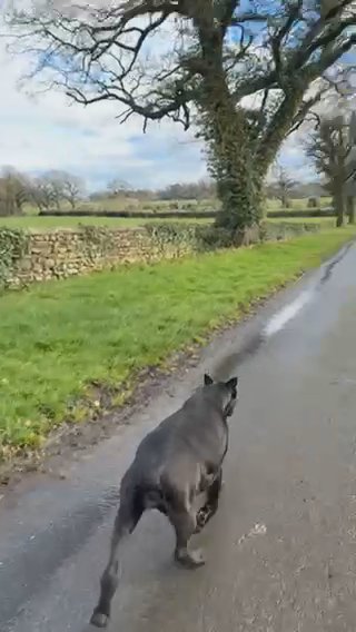 Last 2 Outstanding Pedigre Cane Corso Puppies