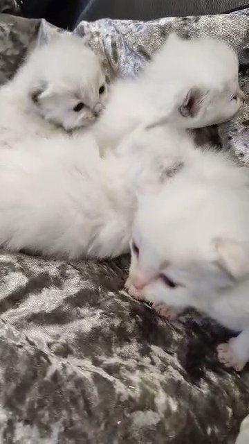 stunning ragdoll kittens ??