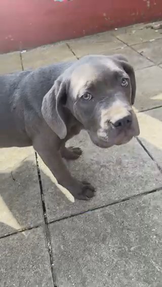 Cane Corso