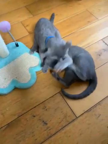 Gorgeous Full Pedigree Russian Blue Kitten for Sale