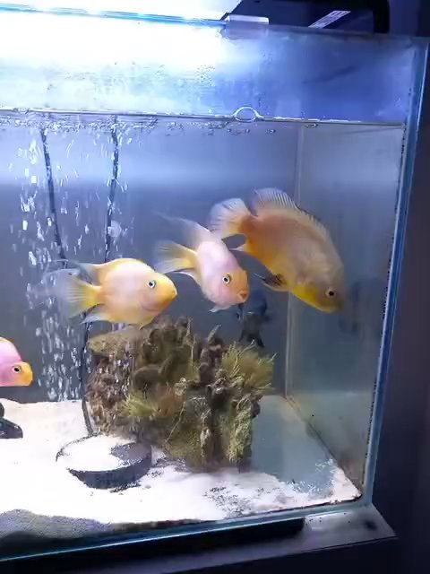 chiclids