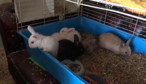 2 Months Old Rabbits