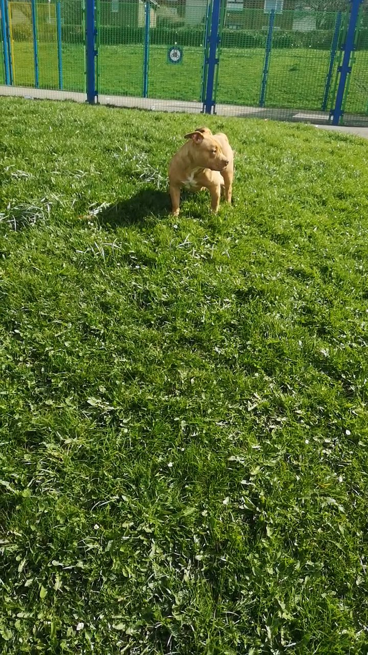Pocket bully female